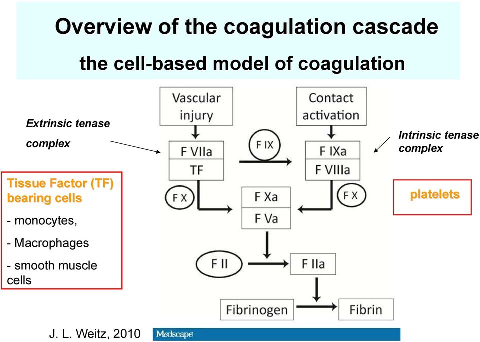 complex Tissue Factor (TF) bearing cells - monocytes, -