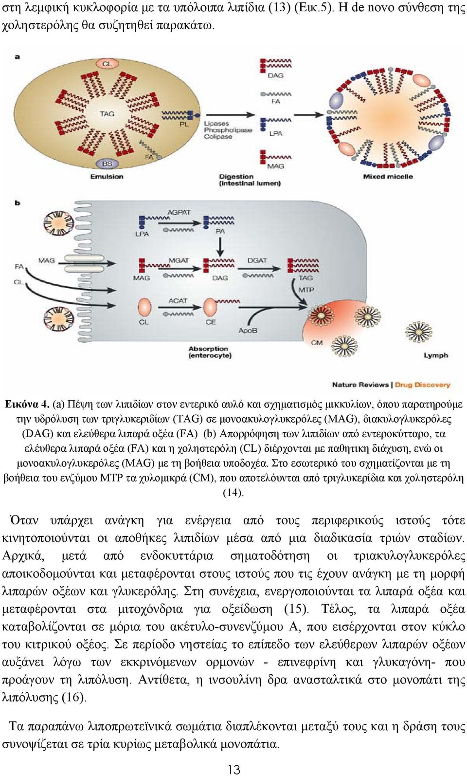 οξέα (FA) (b) Απορρόφηση των λιπιδίων από εντεροκύτταρο, τα ελέυθερα λιπαρά οξέα (FA) και η χοληστερόλη (CL) διέρχονται με παθητικη διάχυση, ενώ οι μονοακυλογλυκερόλες (MAG) με τη βοήθεια υποδοχέα.