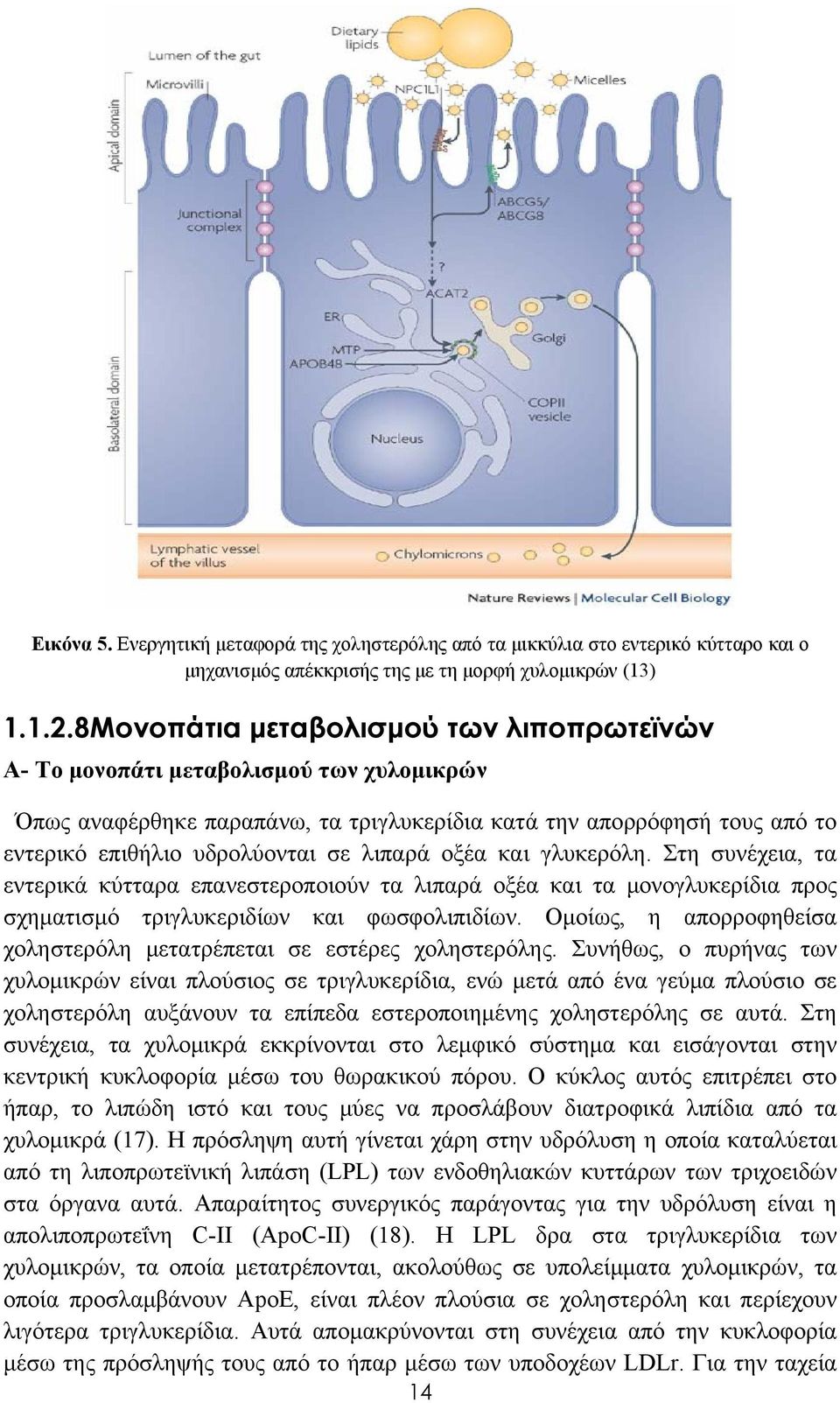 λιπαρά οξέα και γλυκερόλη. Στη συνέχεια, τα εντερικά κύτταρα επανεστεροποιούν τα λιπαρά οξέα και τα μονογλυκερίδια προς σχηματισμό τριγλυκεριδίων και φωσφολιπιδίων.