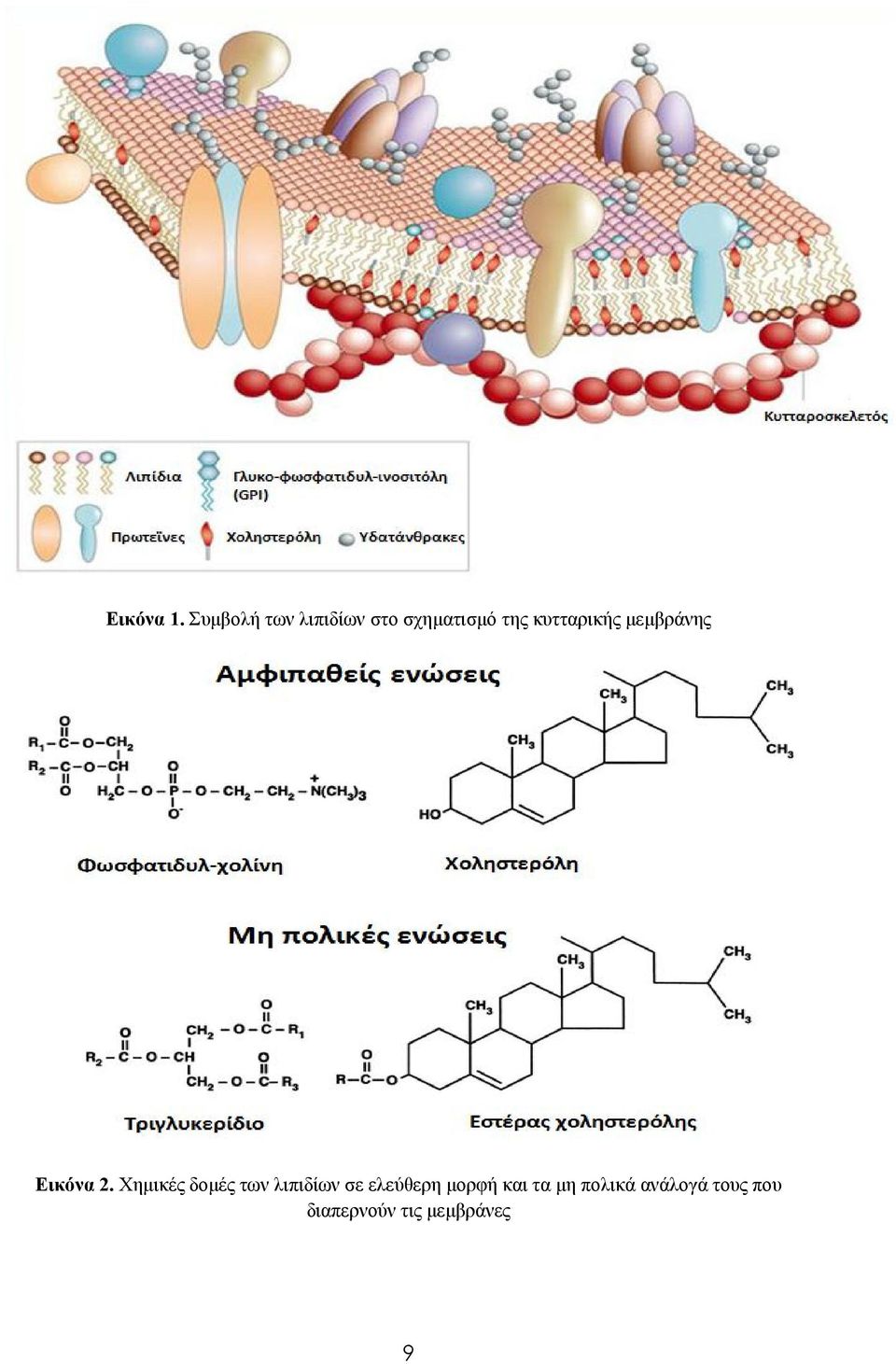 κυτταρικής μεμβράνης Εικόνα 2.