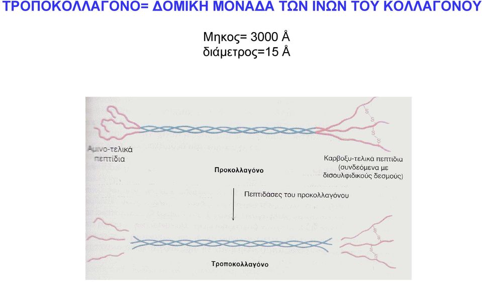 ΙΝΩΝ ΤΟΥ ΚΟΛΛΑΓΟΝΟΥ