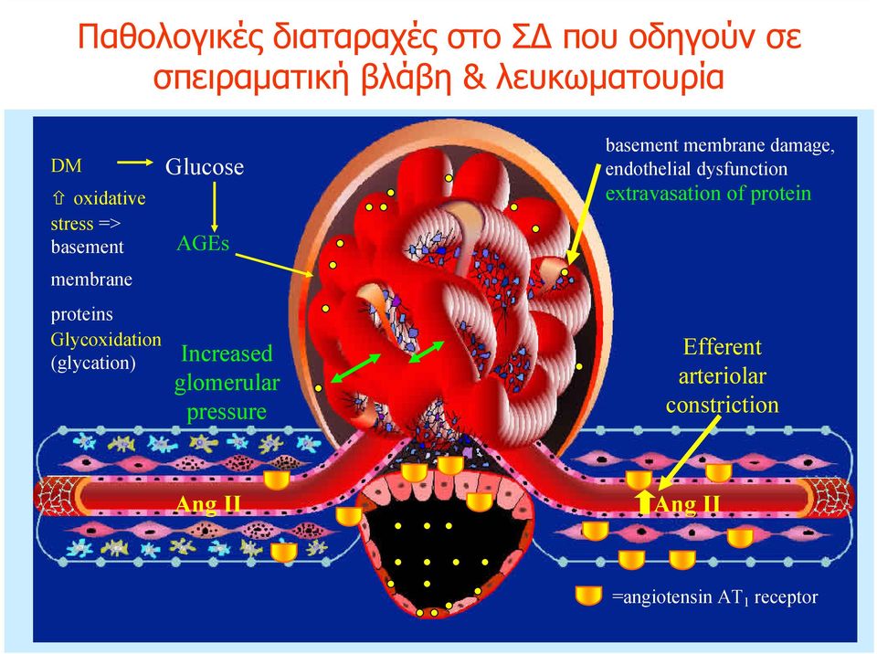 Increased glomerular pressure basement membrane damage, endothelial dysfunction