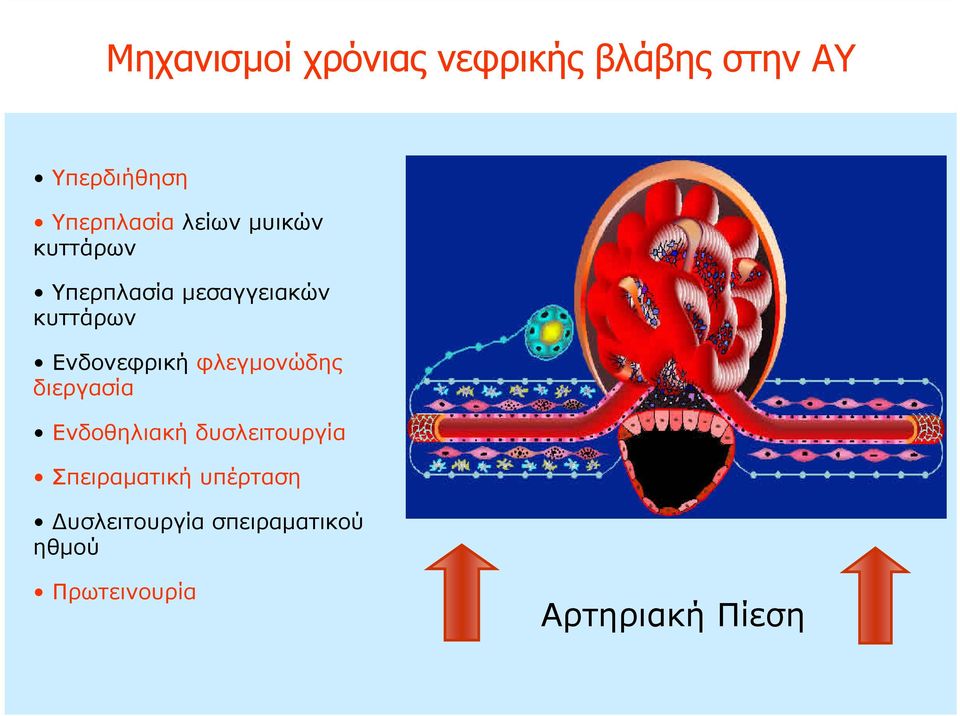 φλεγμονώδης διεργασία Ενδοθηλιακή δυσλειτουργία Σπειραματική