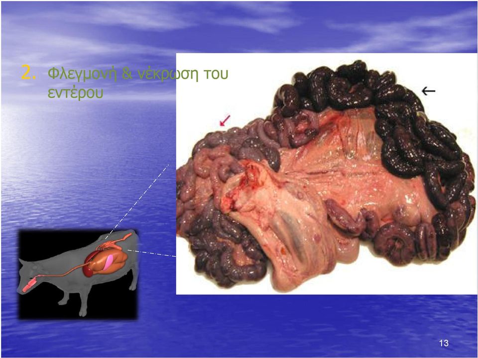 & νέκρωση