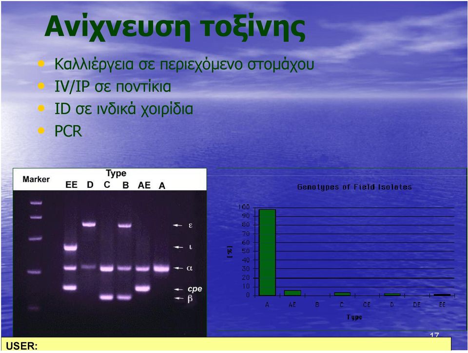 σε ινδικά χοιρίδια PCR USER: Φωτο