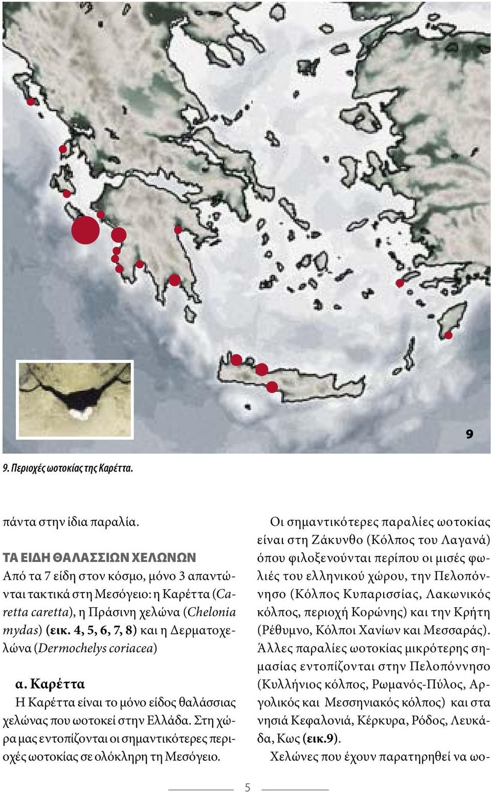 4, 5, 6, 7, 8) και η ερµατοχελώνα (Dermochelys coriacea) α. Καρέττα Η Καρέττα είναι το µόνο είδος θαλάσσιας χελώνας που ωοτοκεί στην Ελλάδα.