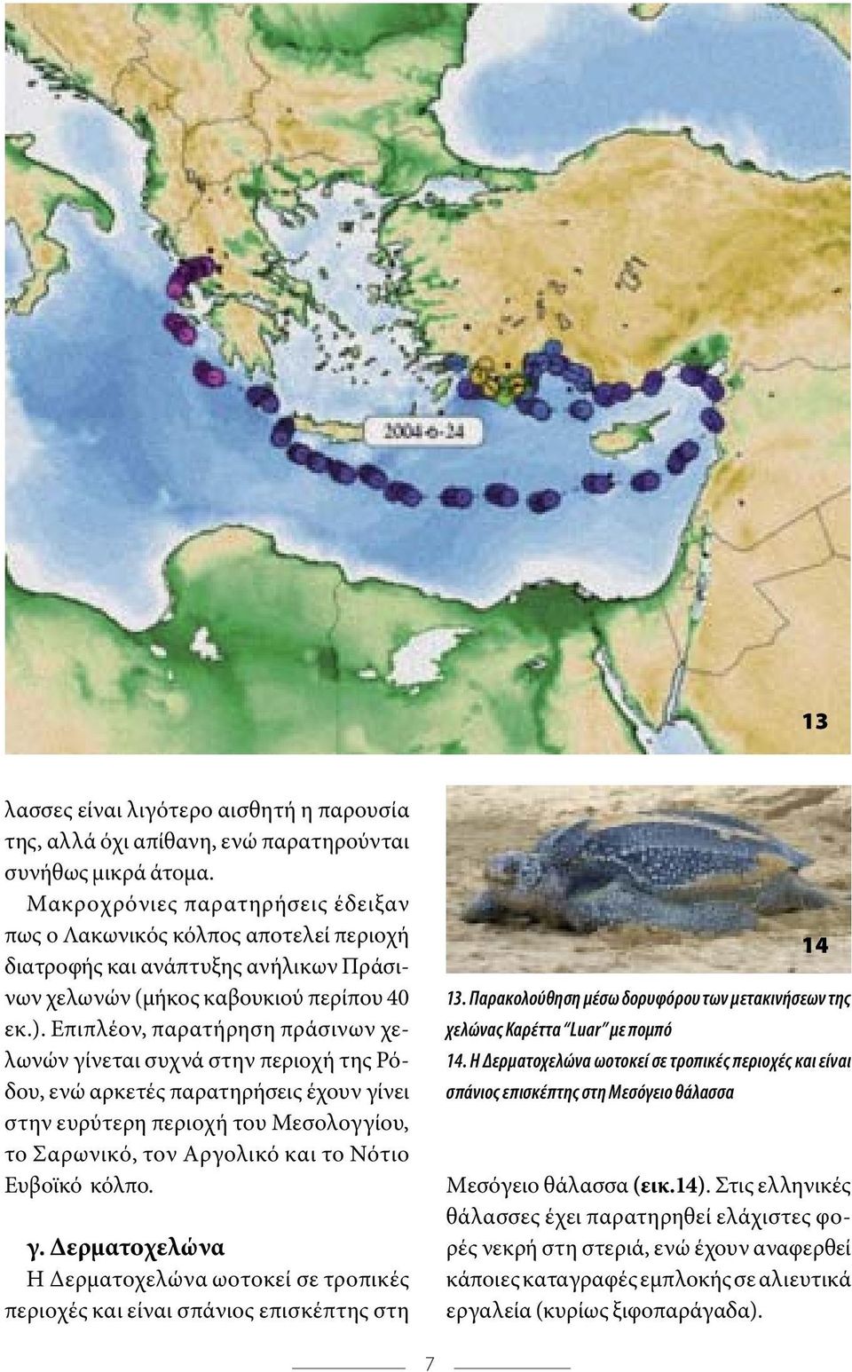 Επιπλέον, παρατήρηση πράσινων χελωνών γίνεται συχνά στην περιοχή της Ρόδου, ενώ αρκετές παρατηρήσεις έχουν γίνει στην ευρύτερη περιοχή του Μεσολογγίου, το Σαρωνικό, τον Αργολικό και το Νότιο Ευβοϊκό