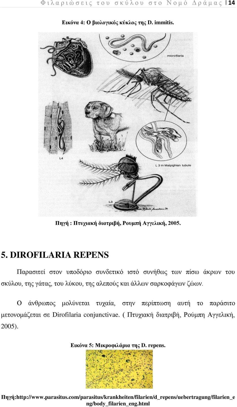 DIROFILARIA REPENS Παρασιτεί στον υποδόριο συνδετικό ιστό συνήθως των πίσω άκρων του σκύλου, της γάτας, του λύκου, της αλεπούς και άλλων σαρκοφάγων ζώων.