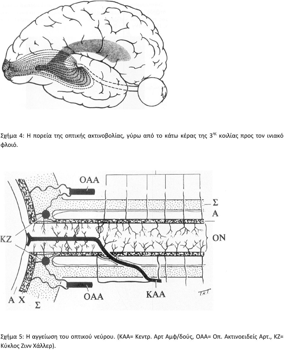 Σχήμα 5: Η αγγείωση του οπτικού νεύρου. (ΚΑΑ= Κεντρ.