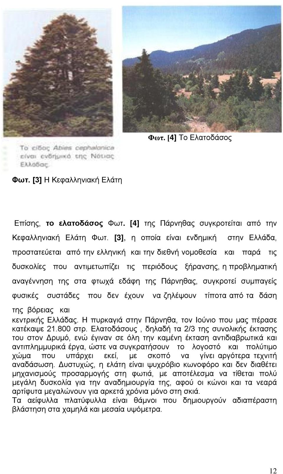 φτωχά εδάφη της Πάρνηθας, συγκροτεί συμπαγείς φυσικές συστάδες που δεν έχουν να ζηλέψουν τίποτα από τα δάση της βόρειας και κεντρικής Ελλάδας.