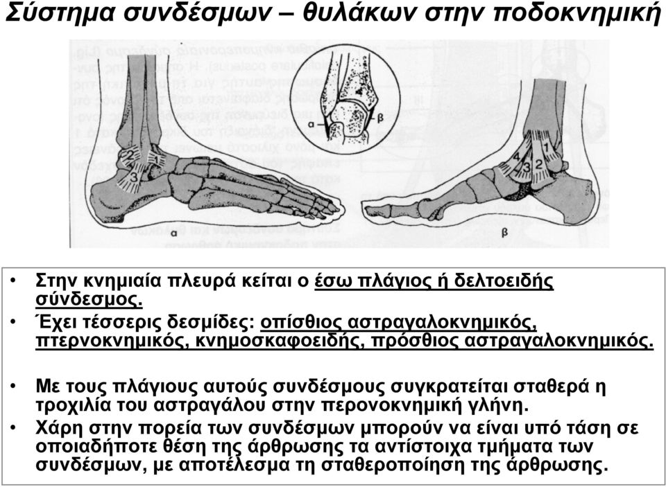 Με τους πλάγιους αυτούς συνδέσμους συγκρατείται σταθερά η τροχιλία του αστραγάλου στην περονοκνημική γλήνη.