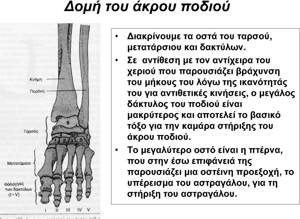 κινήσεις, ομεγάλος δάκτυλος του ποδιού είναι μακρύτερος και αποτελεί το βασικό τόξο για την καμάρα στήριξης του άκρου