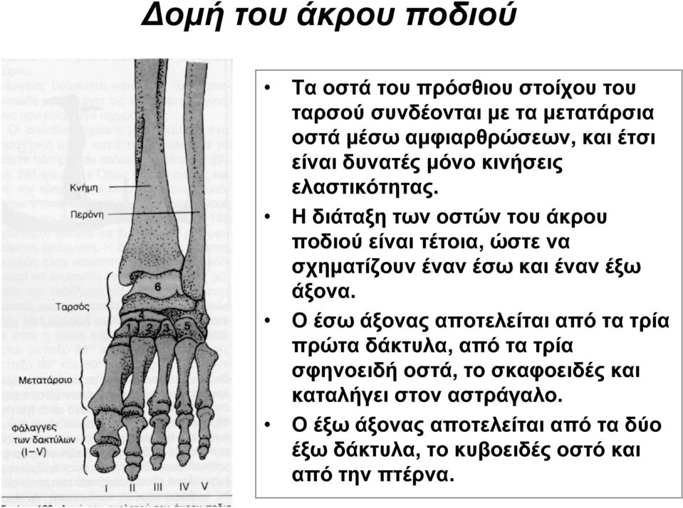 Η διάταξη των οστών του άκρου ποδιού είναι τέτοια, ώστε να σχηματίζουν έναν έσω και έναν έξω άξονα.