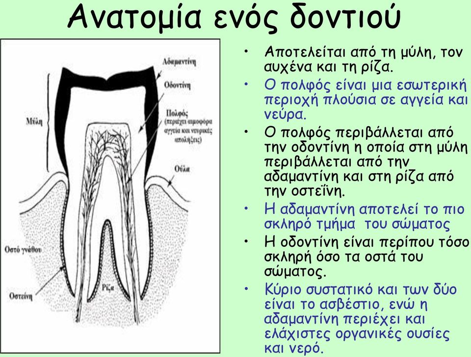 Ο πολφός περιβάλλεται από την οδοντίνη η οποία στη μύλη περιβάλλεται από την αδαμαντίνη και στη ρίζα από την οστεΐνη.