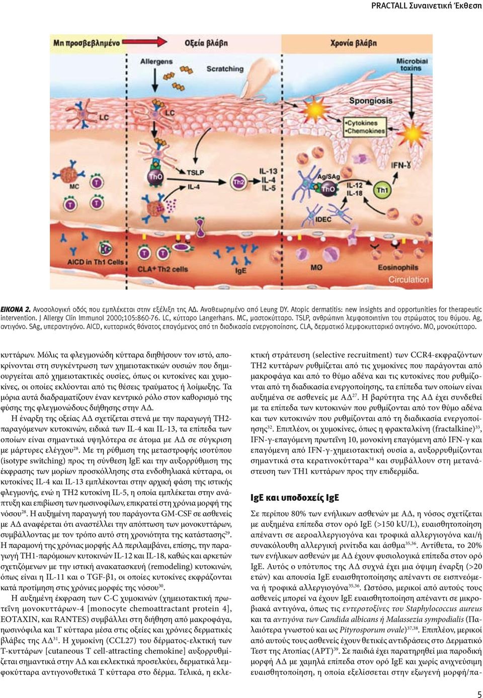 AICD, κυτταρικός θάνατος επαγόμενος από τη διαδικασία ενεργοποίησης. CLA, δερματικό λεμφοκυτταρικό αντιγόνο. MO, μονοκύτταρο. κυττάρων.