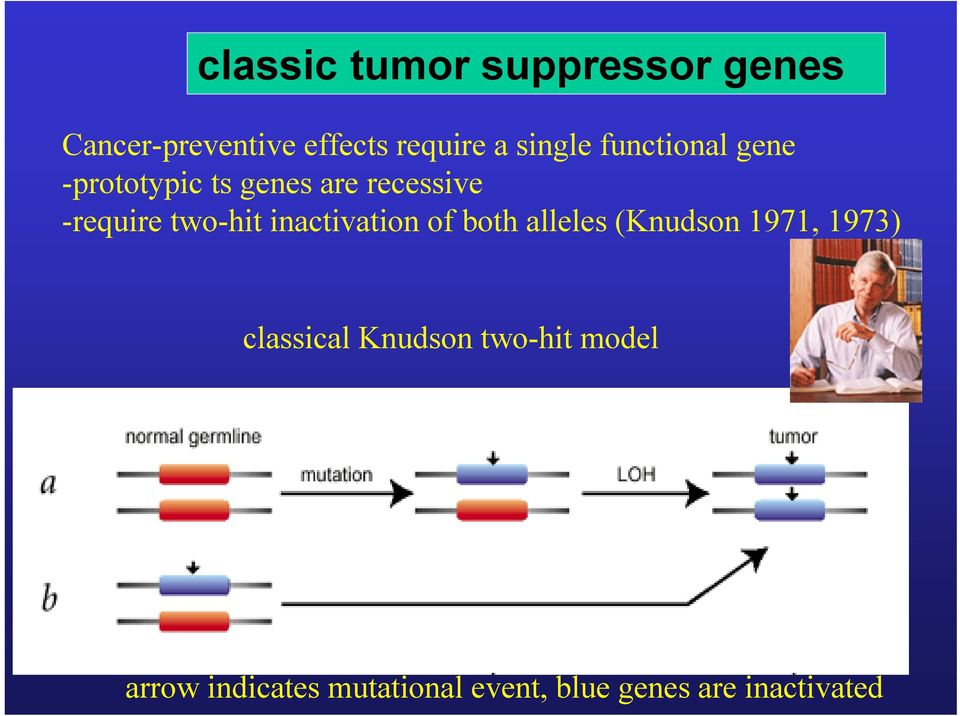 two-hit inactivation of both alleles (Knudson 1971, 1973) classical