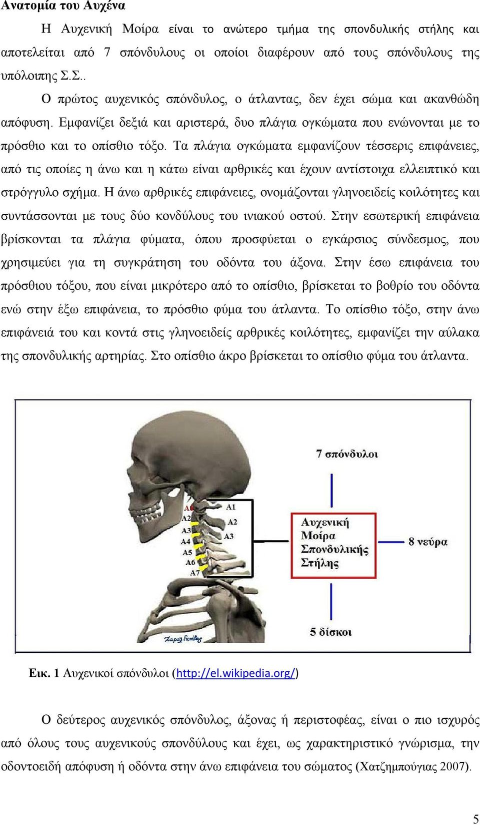 Τα πλάγια ογκώματα εμφανίζουν τέσσερις επιφάνειες, από τις οποίες η άνω και η κάτω είναι αρθρικές και έχουν αντίστοιχα ελλειπτικό και στρόγγυλο σχήμα.