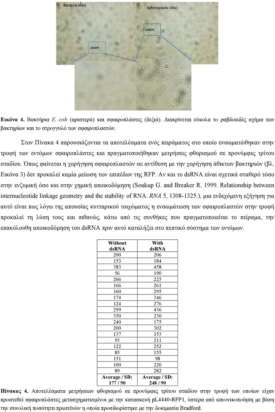 Όπως φαίνεται η χορήγηση σφαιροπλαστών σε αντίθεση µε την χορήγηση άθικτων βακτηριών (βλ. Εικόνα 3) δεν προκαλεί καµία µείωση των επιπέδων της RFP.