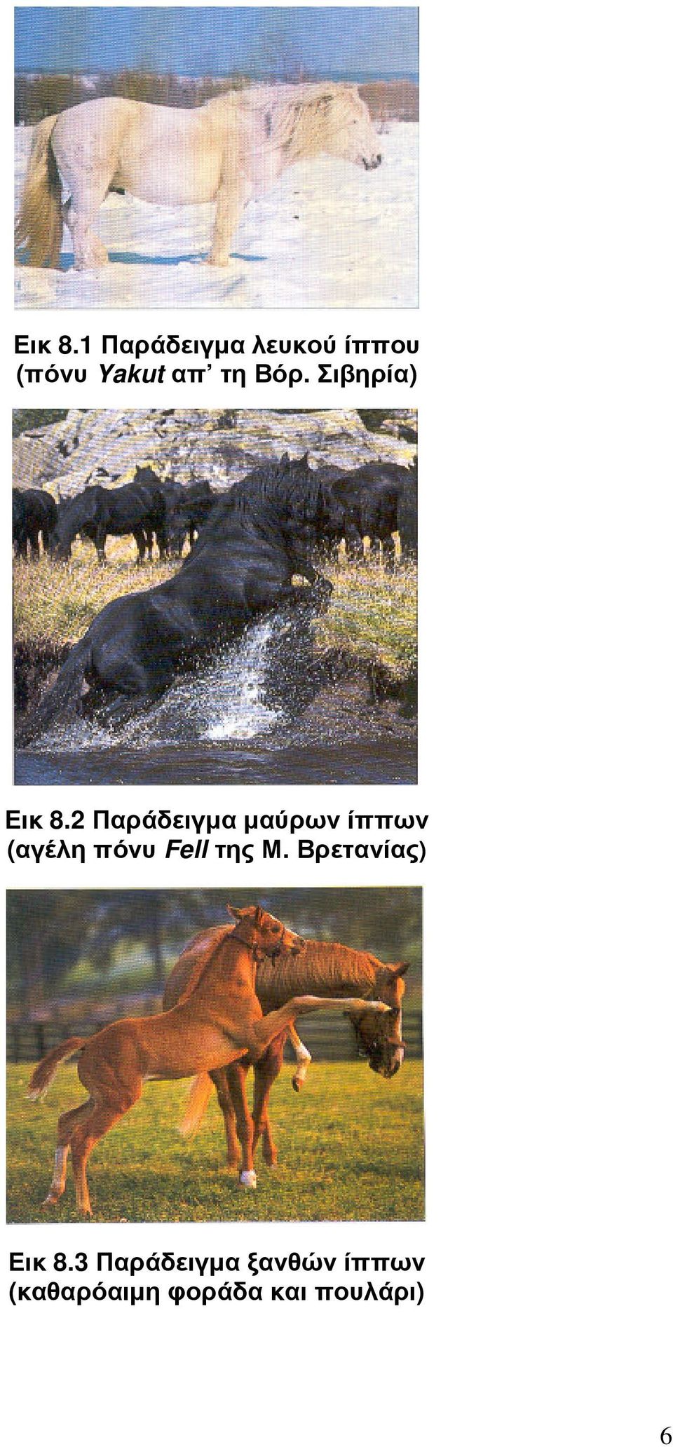 Σιβηρία) 2 Παράδειγµα µαύρων ίππων (αγέλη πόνυ