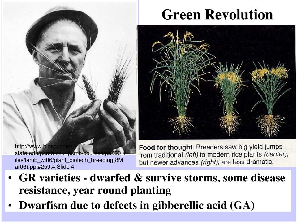 iles/lamb_wi06/plant_biotech_breeding(8m ar06).