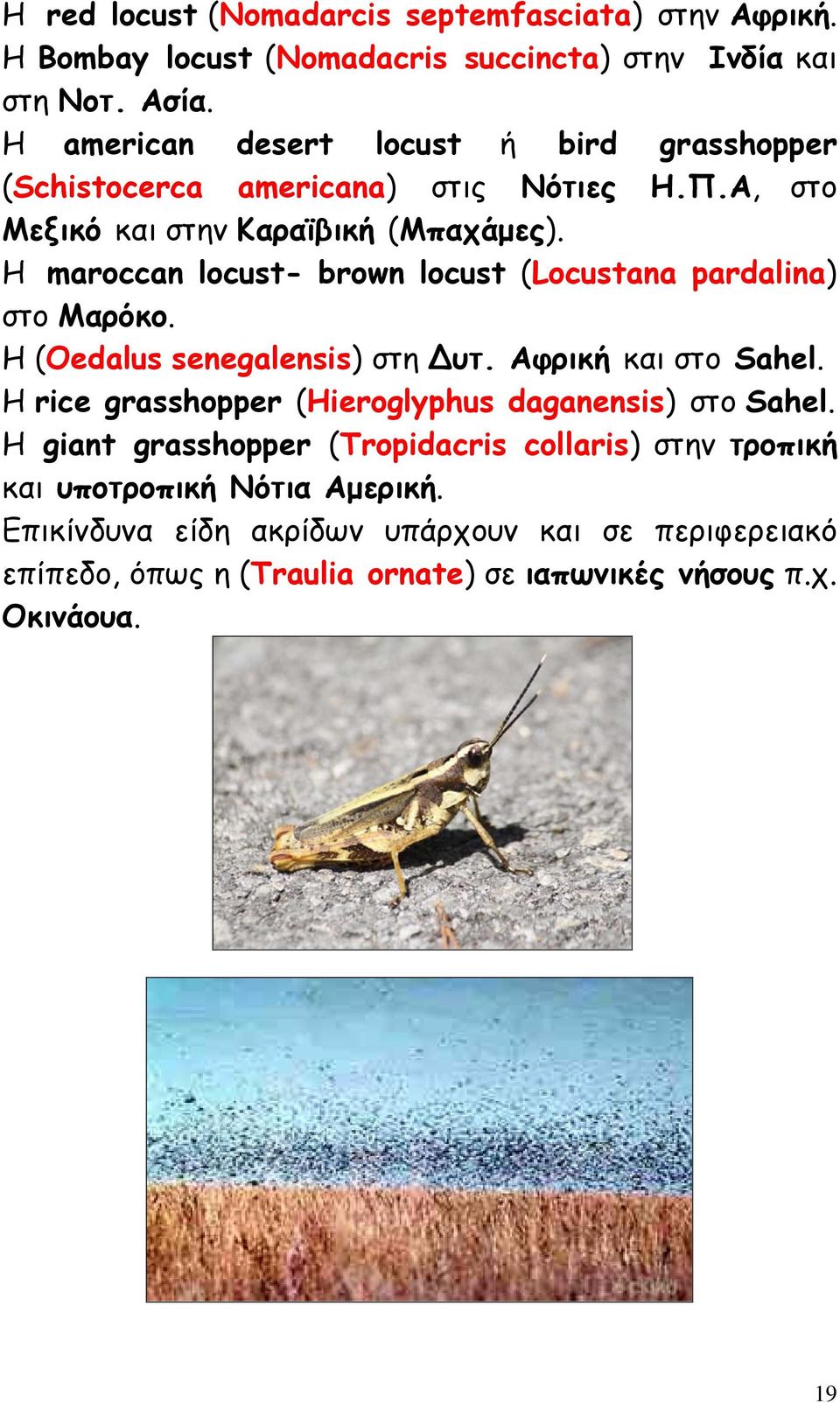 Η maroccan locust- brown locust (Locustana pardalina) στο Μαρόκο. Η (Oedalus senegalensis) στη Δυτ. Αφρική και στο Sahel.