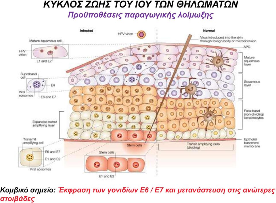 Κνκβηθό ζεκείν: Έθθξαζε ησλ γνληδίσλ