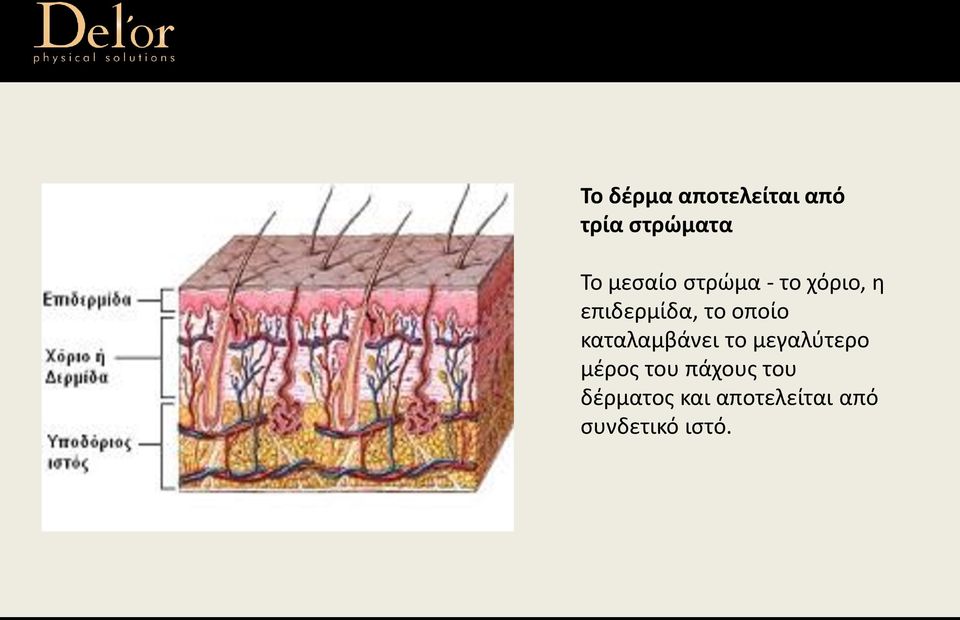 οποίο καταλαμβάνει το μεγαλύτερο μέρος του