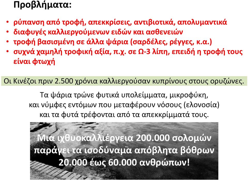 500 χρόνια καλλιεργούσαν κυπρίνους στους ορυζώνες.