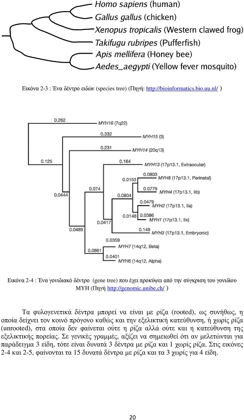 ch/ ) Τα φυλογενετικά δέντρα µπορεί να είναι µε ρίζα (rooted), ως συνήθως, η οποία δείχνει τον κοινό πρόγονο καθώς και την εξελικτική κατεύθυνση, ή χωρίς ρίζα (unrooted), στα
