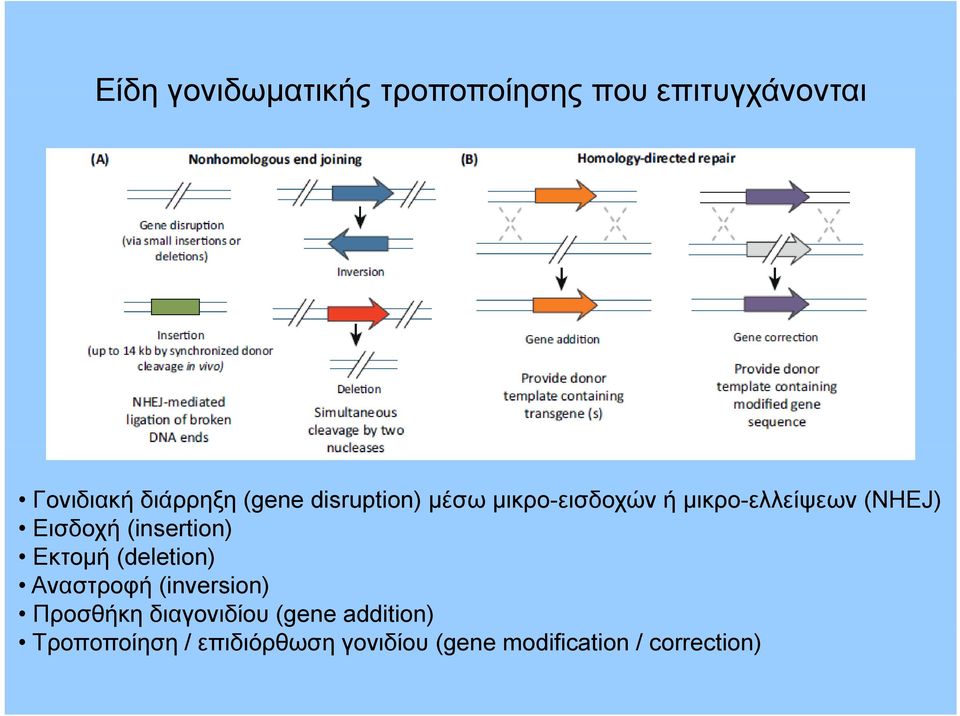 (insertion) Εκτομή (deletion) Αναστροφή (inversion) Προσθήκη διαγονιδίου