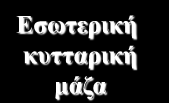 Αμνιακό Εξωεμβρυϊκό εξώδερμα Νευρική ακρολοφία Επιβλάστη Εσωτερική κυτταρική μάζα Υποβλάστη Εμβρυϊκή επιβλάστη Εμβρυϊκό εξώδερμα Αρχική ταινία Έξωεμβρυϊκό μεσόδερμα Εμβρυϊκό