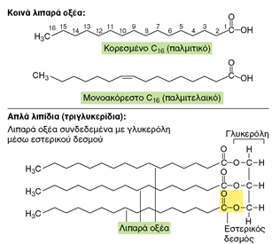 ΛΙΠΙΔΙΑ Εικόνα 3.7: Λιπαρά οξέα. απλά λιπίδια (λίπη), και σύνθετα λιπίδια.