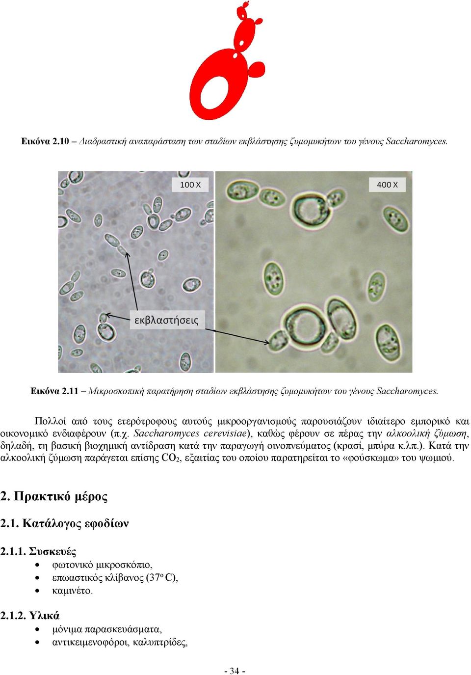 Saccharomyces cerevisiae), καθώς φέρουν σε πέρας την αλκοολική ζύμωση, δηλαδή, τη βασική βιοχημική αντίδραση κατά την παραγωγή οινοπνεύματος (κρασί, μπύρα κ.λπ.). Κατά την αλκοολική ζύμωση παράγεται επίσης CO 2, εξαιτίας του οποίου παρατηρείται το «φούσκωμα» του ψωμιού.