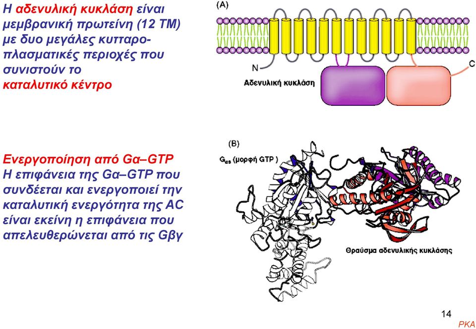 Ενεργοποίηση από Gα GTP Η επιφάνεια της Gα GTP που συνδέεται και ενεργοποιεί