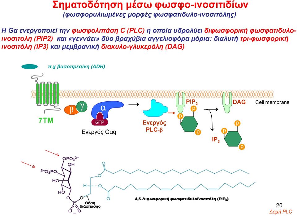 «γεννάει» δύο βραχύβια αγγελιοφόρα μόρια: διαλυτή τρι-φωσφορική ινοσιτόλη (ΙΡ3) και μεμβρανική