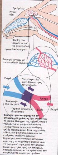 Αγγειοδιαστολή στα άκρα και αύξηση του καρδιακού ρυθμού Ζέστη Μηχανισμοί συμπεριφοράς : Επιλογή μικροενδιαιτημάτων προστατευμένων από τις υψηλές θερμοκρασίες Δραστηριοποίηση μόνο κατά τη διάρκεια της