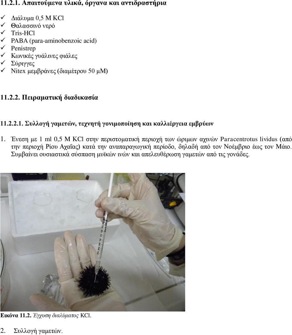 Ένεση με 1 ml 0,5 Μ ΚCl στην περιστοματική περιοχή των ώριμων αχινών Paracentrotus lividus (από την περιοχή Ρίου Αχαΐας) κατά την αναπαραγωγική περίοδο,