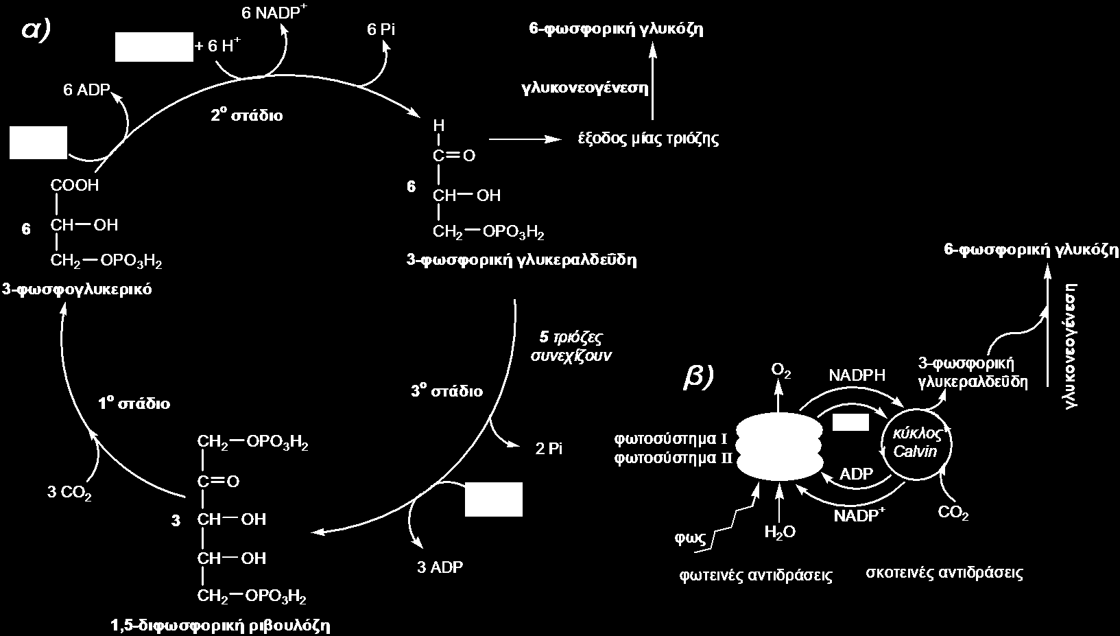 Σχήμα 24.15 Η πορεία ροής ηλεκτρονίων κατά τη φωτοσύνθεση από το H 2 O στο NADP + με τη βοήθεια του φωτοσυστήματος ΙΙ και Ι.