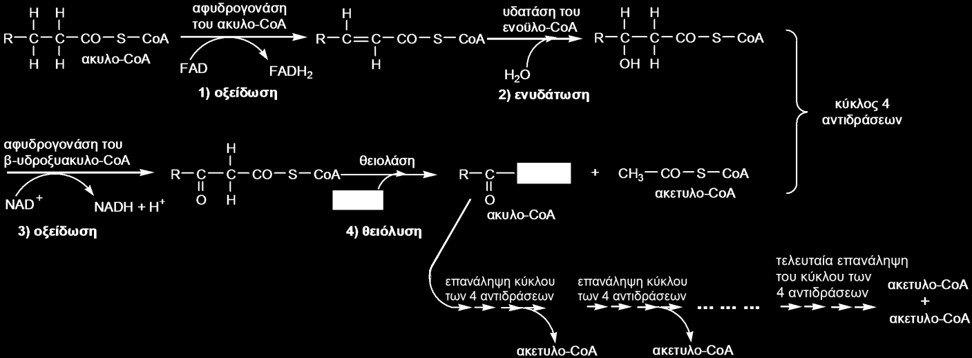 Τα ένζυμα για τον καταβολισμό των λιπαρών οξέων βρίσκονται στη μήτρα του μιτοχονδρίου. Το ακυλο-coa όμως δεν μπορεί να περάσει από την εσωτερική μεμβράνη του μιτοχονδρίου.