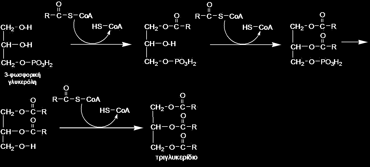 24.7.3 Βιοσύνθεση τριγλυκεριδίων Τα λιπαρά οξέα που συντίθενται από τους οργανισμούς (παράγραφος 24.7.4) χρησιμοποιούνται για τη βιοσύνθεση των τριγλυκεριδίων.