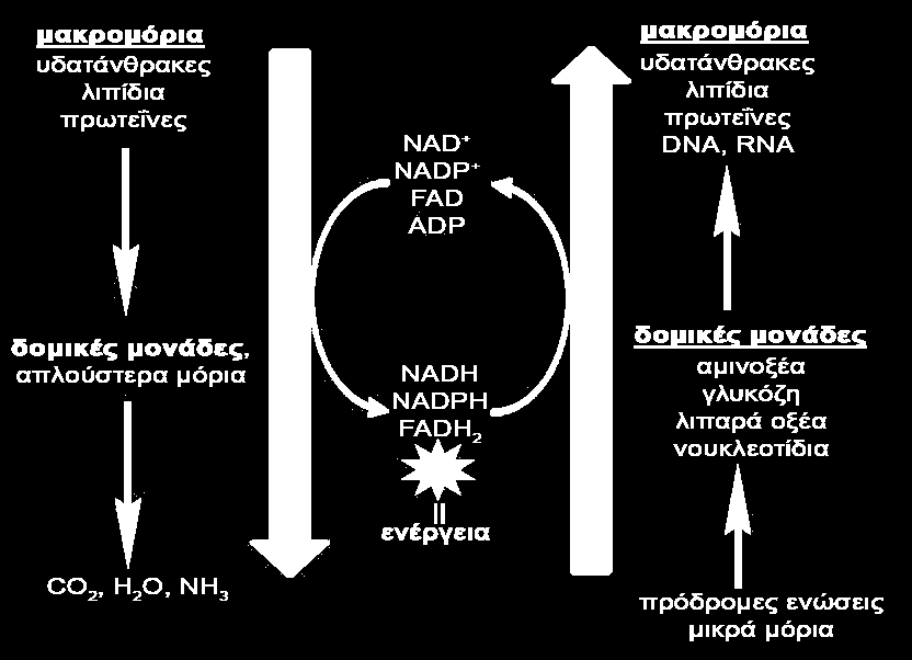 NADPH και FADH 2 ) και δομικά μόρια για τις βιοσυνθέσεις. Το ATP μεταφέρει ενεργοποιημένες φωσφορικές ομάδες, ενώ τα NADH και NADPH ενεργοποιημένα ηλεκτρόνια (παράγραφος 24.3).