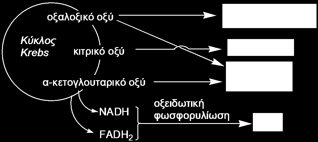 Για κάθε NADH και κάθε FADH 2 που παράγονται στον κύκλο του Krebs παράγονται τρία ATP και δύο ΑΤΡ, αντίστοιχα, μέσω της διαδικασίας της οξειδωτικής φωσφορυλίωσης, που περιγράφεται στη συνέχεια.