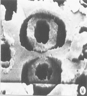 Β: Αρχαιολογικό υδατοκορεσμένο ξύλο δρυός (1000 ετών) πριν την ξήρανση (Ε) και μετά την ξήρανση (F) μετά την οποία το σομφό ξύλο έχει ρικνωθεί υπερβολικά (Borgin et al., 1979). Α Β Εικόνα 5.13 Α.