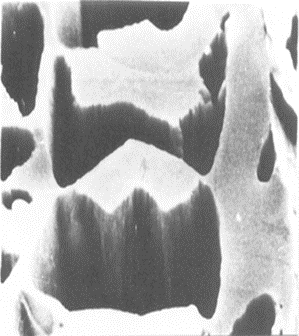 Α Β Γ Δ Εικόνα 5.15 Εγκάρσιες τομές «αρχαιολογικού ξύλου» ερυθρελάτης, ηλικίας 100,000 ετών (Α) και 900 ετών (Β).