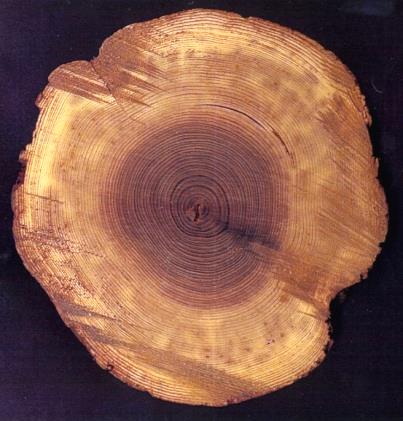 τοιχωμάτων των ινών, σκληρές εναποθέσεις) (Tsoumis, 1983). «Αρχαιολογικό ξύλο» ανακαλύφθηκε και στο Δισπηλιό Καστοριάς.
