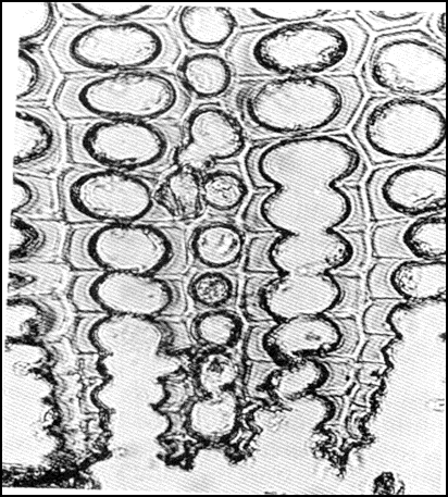 1 Μακροσκοπική εμφάνιση (Α) καστανής σήψης και μικροσκοπική προσβολή των κυτταρικών τοιχωμάτων σε στερεοσκοπικό ηλεκτρονικό μικροσκόπιο (Β), όπου φαίνεται πόσο εύθρυπτο γίνεται το ξύλο σε τελικό