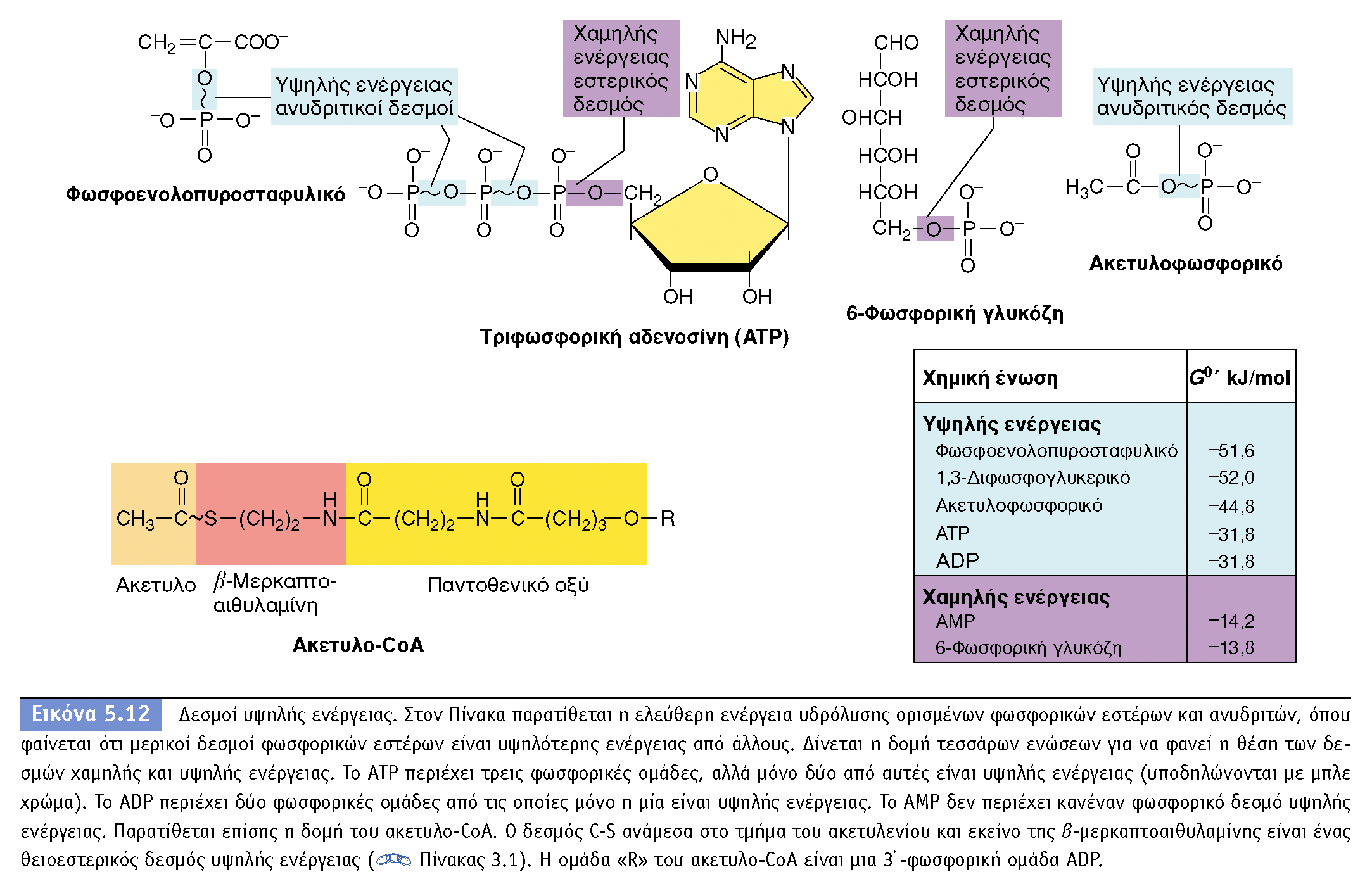 BIOΛOΓIA TΩN MIKPOOPΓANIΣMΩN