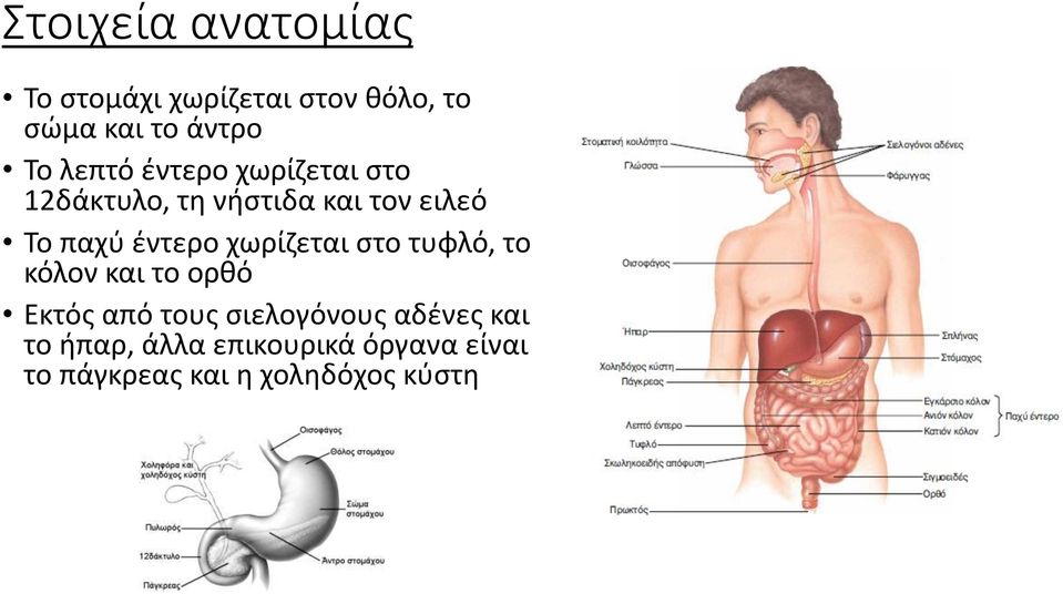 έντερο χωρίζεται στο τυφλό, το κόλον και το ορθό Εκτός από τους σιελογόνους