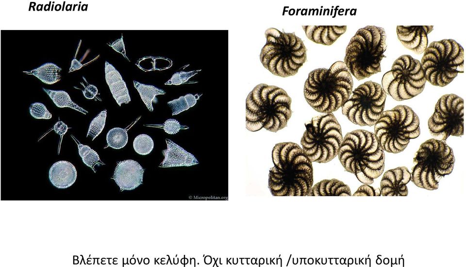 Βλέπετε μόνο κελύφη.