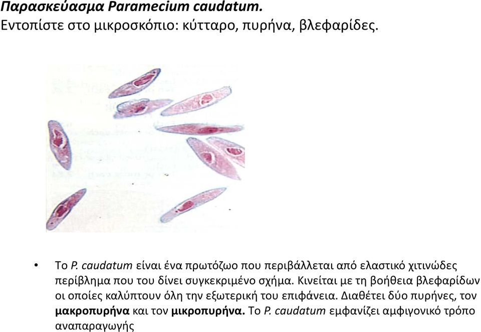 συγκεκριμένο σχήμα.